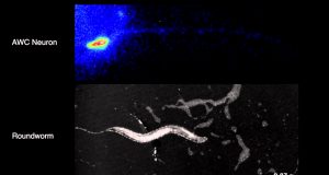 ‘Sonogenetics’ allows brain cells to be controlled by sound waves