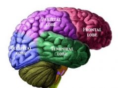 The Science Behind Intuition